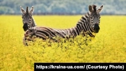 Заповедник "Аскания-Нова"