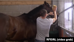 Лошадь Кадырова по кличке Зазу