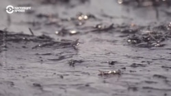 Гринпис: экология в России за 25 лет сильно ухудшилась