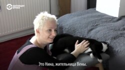 Австрийцы спасают бездомных животных из других стран