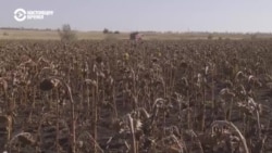 Как украинские аграрии убирают урожай рядом с линией фронта 