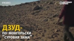 Дзуд бессмысленный и беспощадный