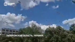 "Результат будет для фермеров плачевный". В прифронтовом регионе Украины нашествие саранчи