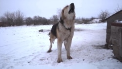 Неизвестная Россия: засуха на хуторе Романовский