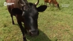 #ВУкраине: "молочная революция"