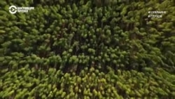 #ВУкраине: конопляная долина